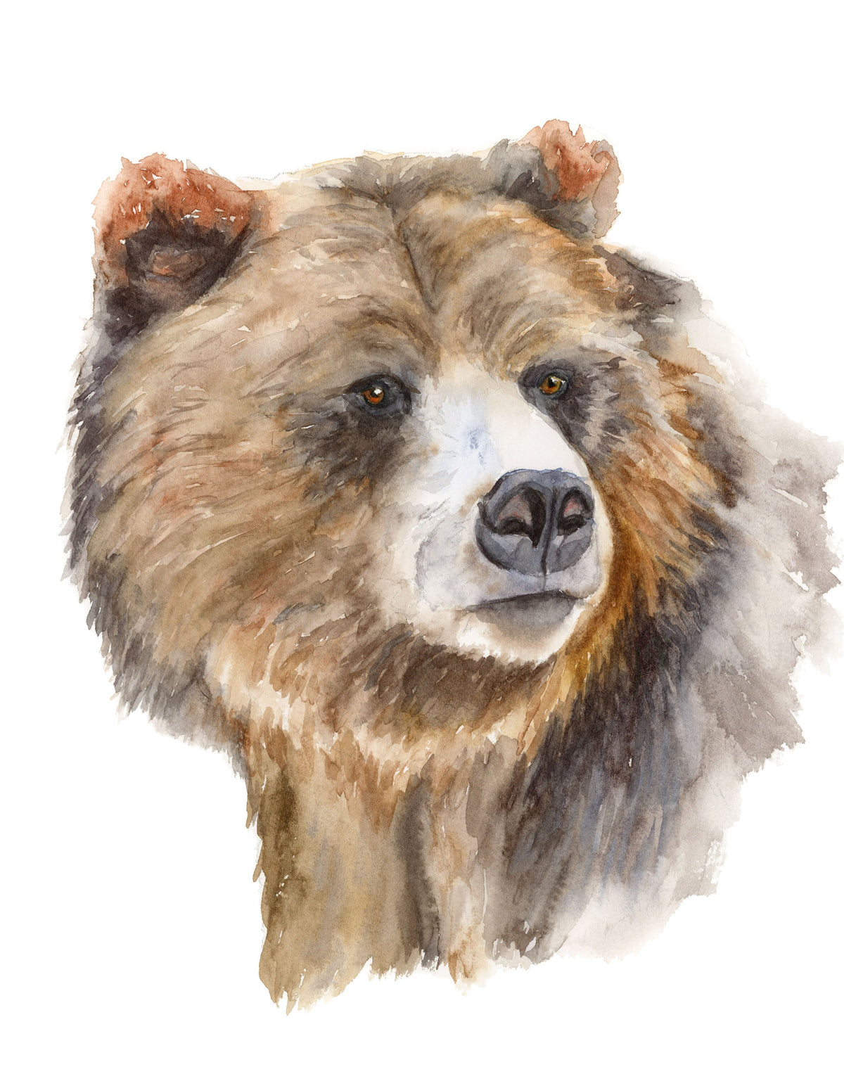 Grizzly Bear