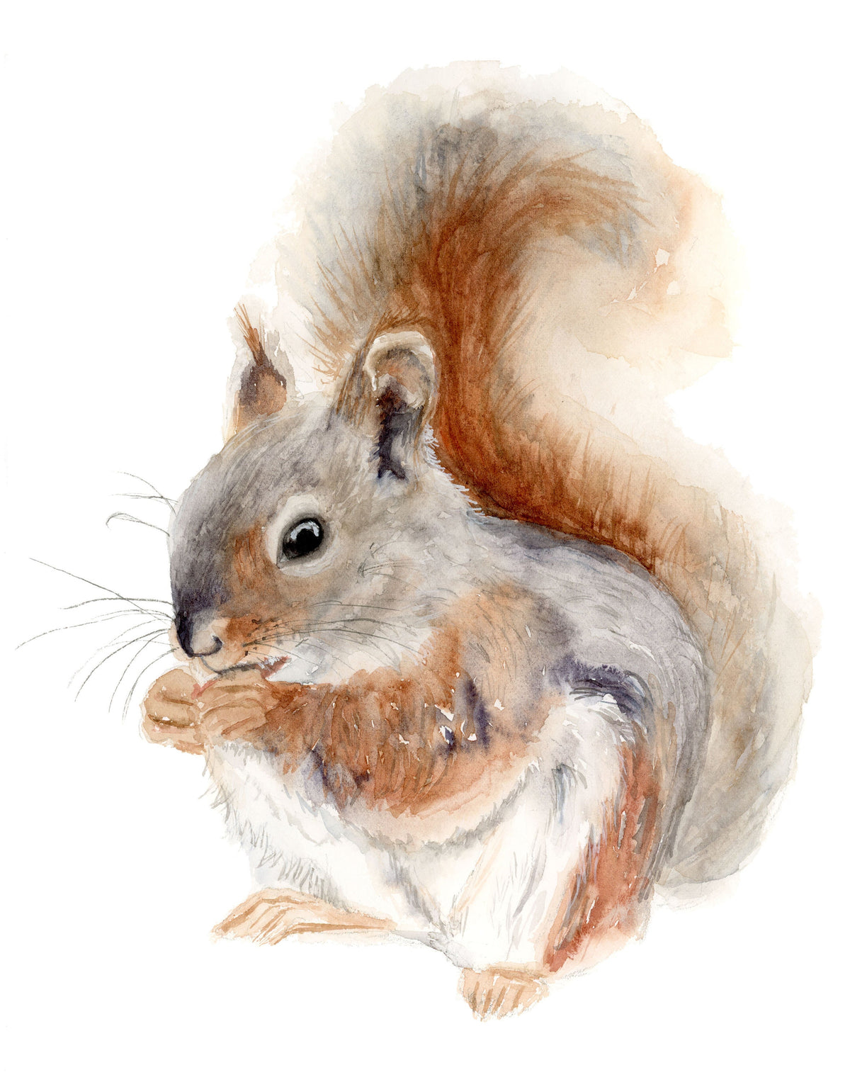 "Sneaky Squirrel"